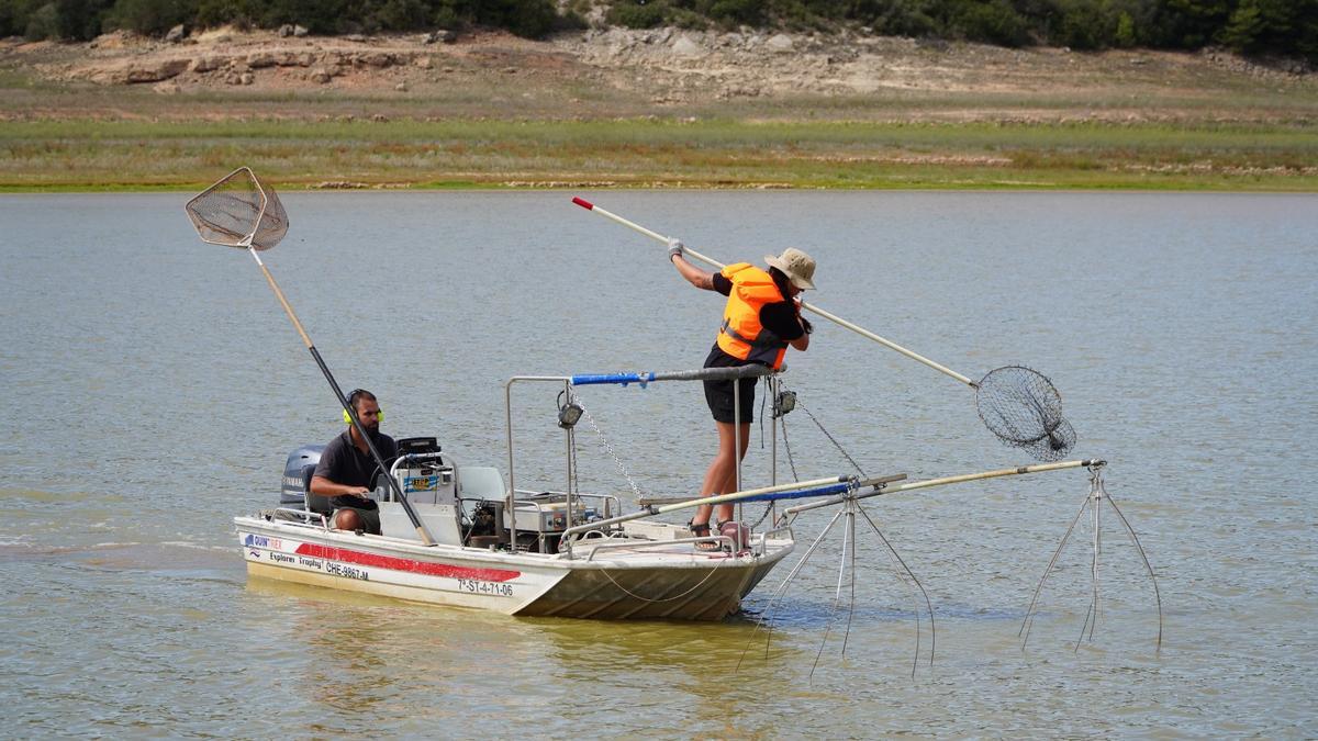 La CHJ realizó la pasada semana un despesque en el embalse de Maria Cristina por su bajo caudal.