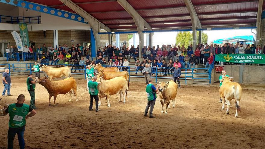 Las mejores reses de Asturiana de los Valles se suben a la pasarela