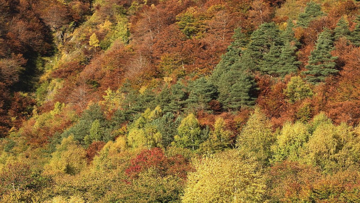 La cubierta vegetal de la región es variada y abundante