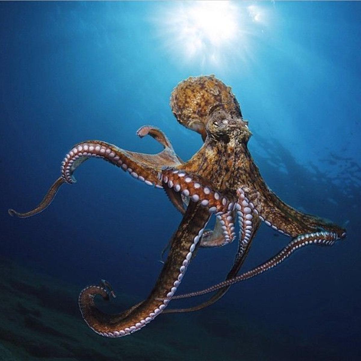 Los invertebrados también pueden ser incluidos como animales sintientes