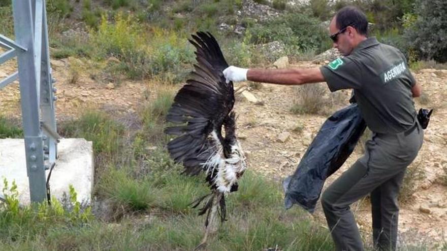 Los fiscales progresistas denuncian la muerte de aves en la red eléctrica