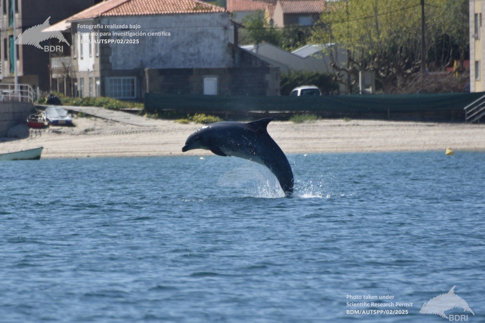 Biólogos, doctores y estudiantes del BDRI hacen un estrecho seguimiento de los mamíferos marinos en las rías de Vigo, Pontevedra y Arousa.