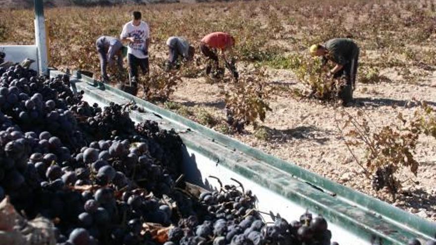 La Bodega de Pinoso inicia la vendimia con un 15% menos de cosecha debido a la sequía