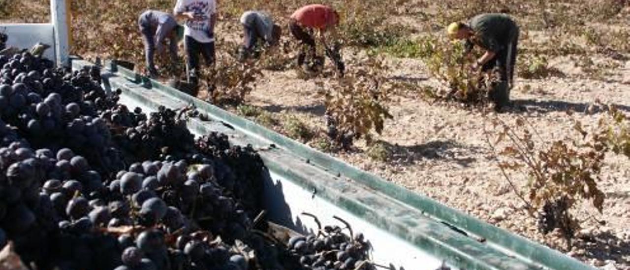 La Bodega de Pinoso inicia la vendimia con un 15% menos de cosecha debido a la sequía