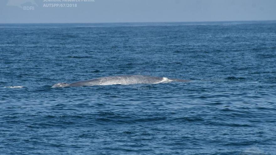 Ballena Azul divisada en Cíes. // BDRI