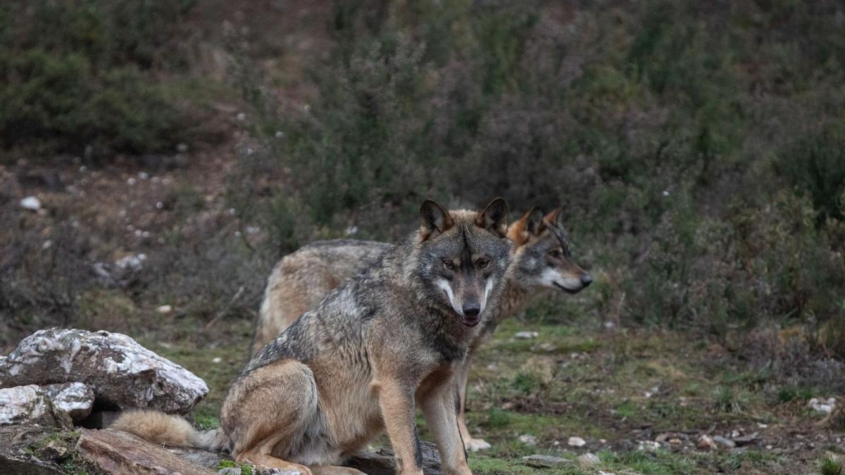 Dos ejemplares de lobo en la Sierra de la Culebra.