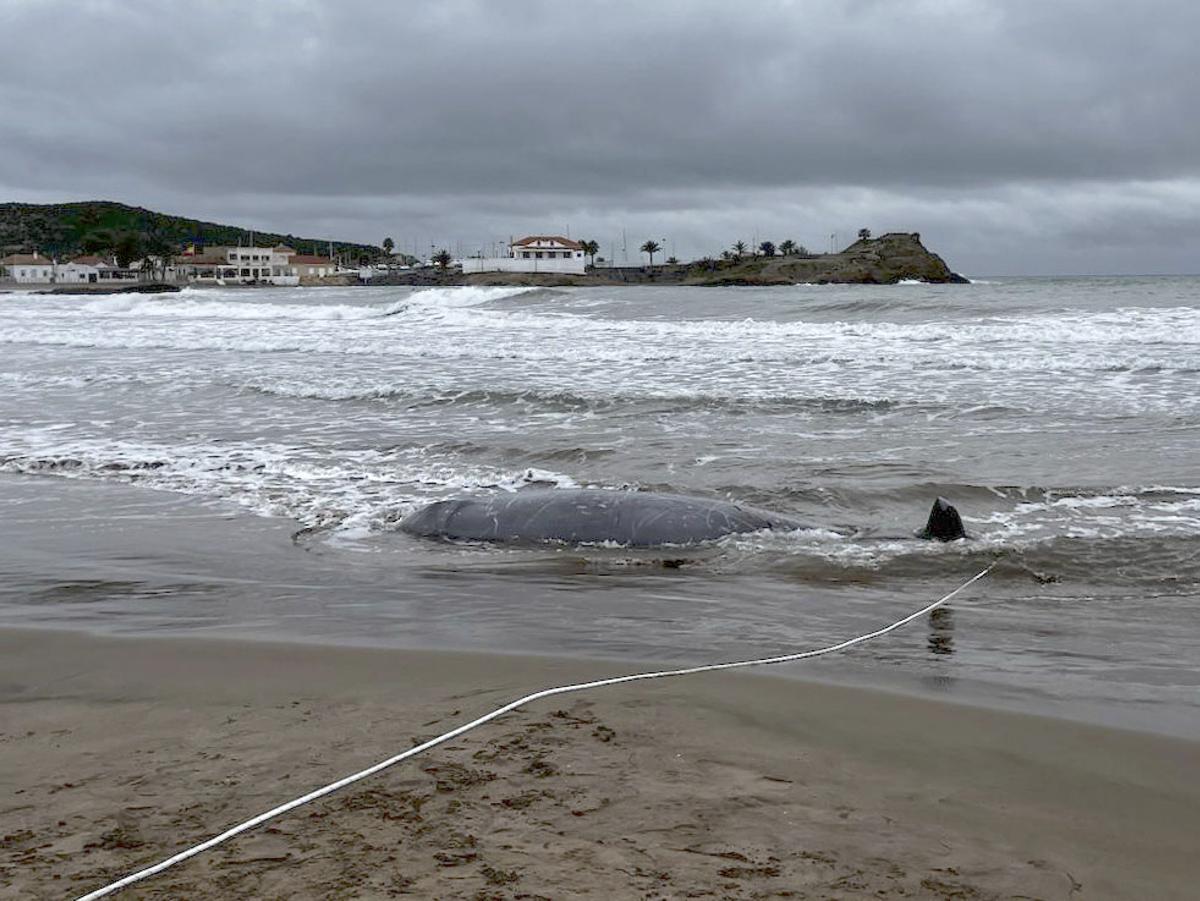 Uno de los zificios varados se ha encontrado en la playa de La Reya, en la Bahía de Mazarrón