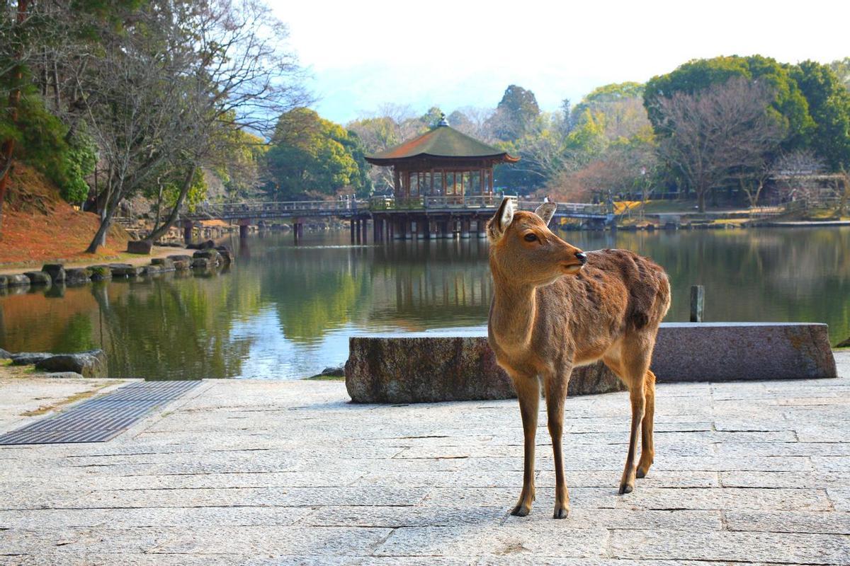 Parque de los ciervos de Nara Expedición VIAJAR a Japón