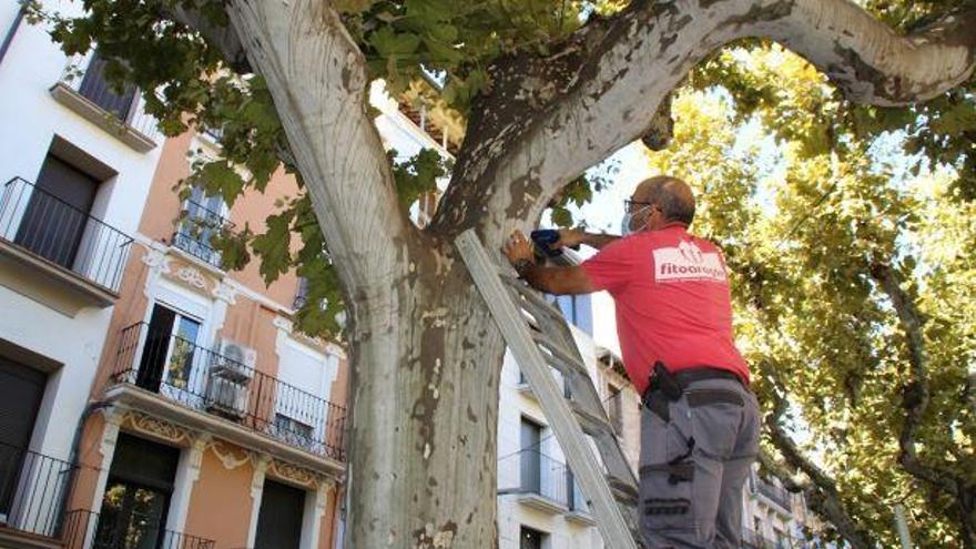 Barbastro combate el &#039;tigre del plátano&#039;