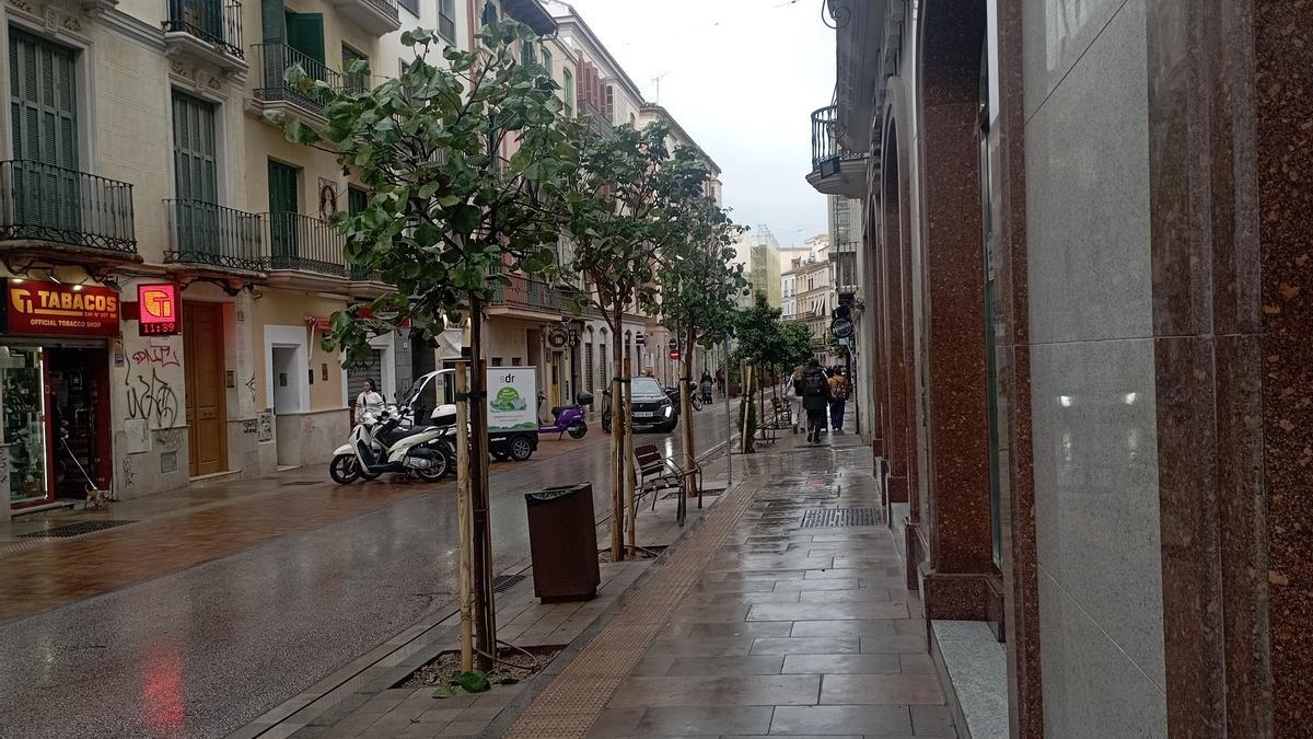 Tres de los árboles replantados en calle Carretería, esta semana.