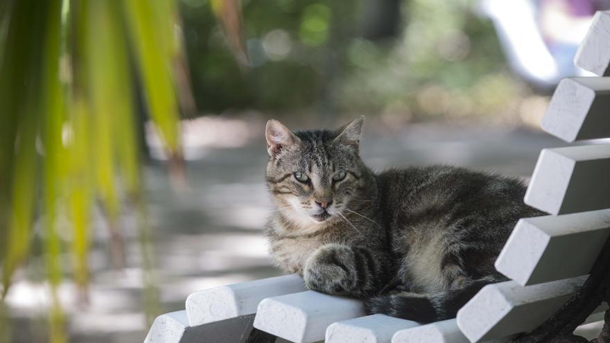 Crevillent arranca la segunda campaña para esterilizar gatos callejeros