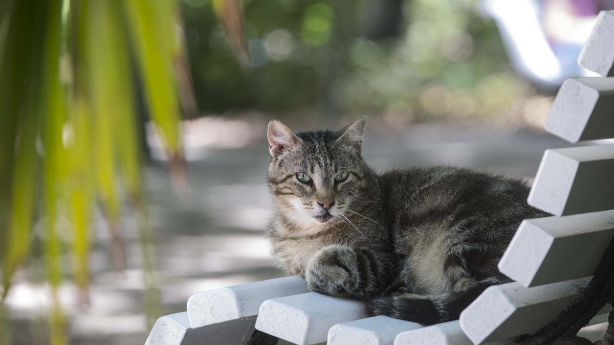 Un gato callejero, en imagen de archivo