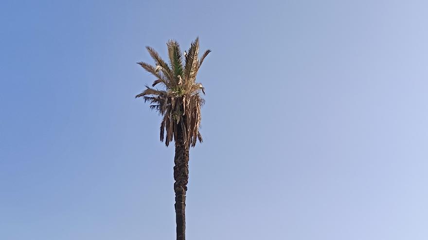 Cae una icónica palmera de Arucas