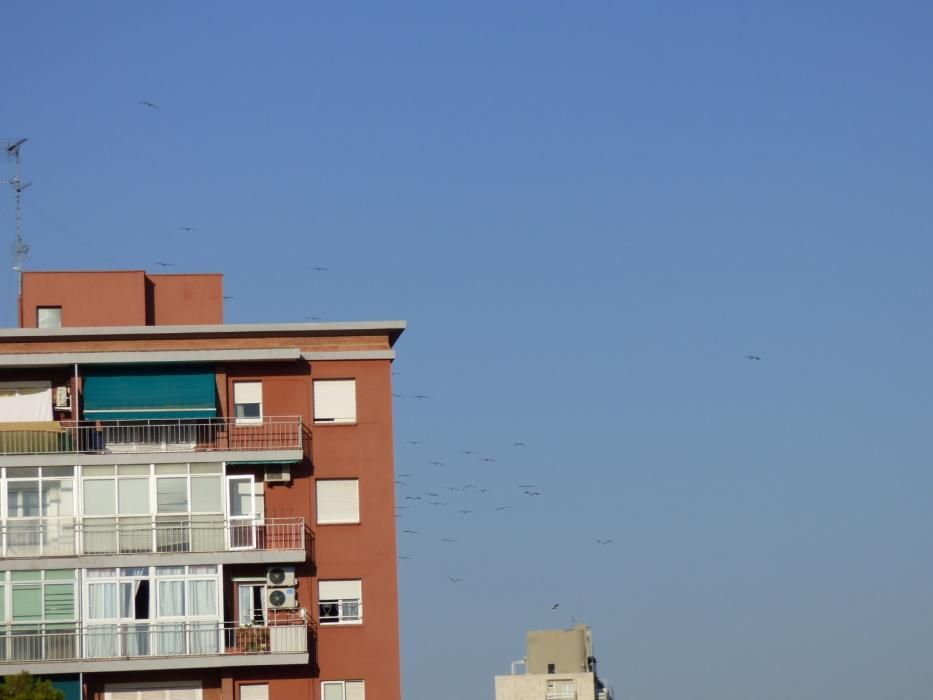 Una seixantena de cigonyes sobrevolen Figueres