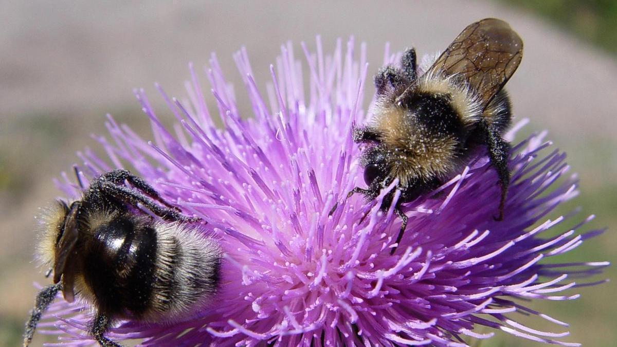 Se está perdiendo la capacidad de identificar insectos.