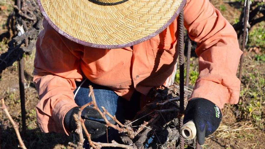 Tenerife rinde tributo a su técnica de cultivo única en el mundo