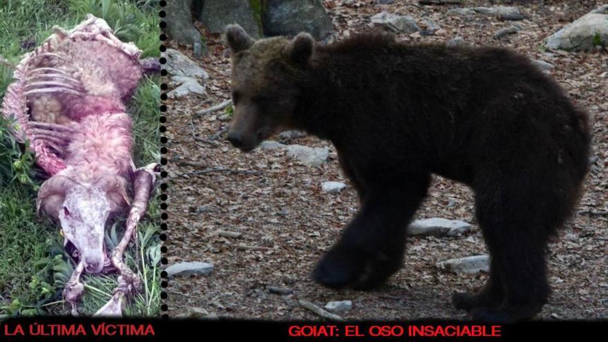 El oso aranés protagoniza siete ataques a ganado en menos de una semana