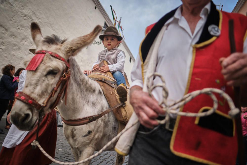 Noche de los burros en La Laguna