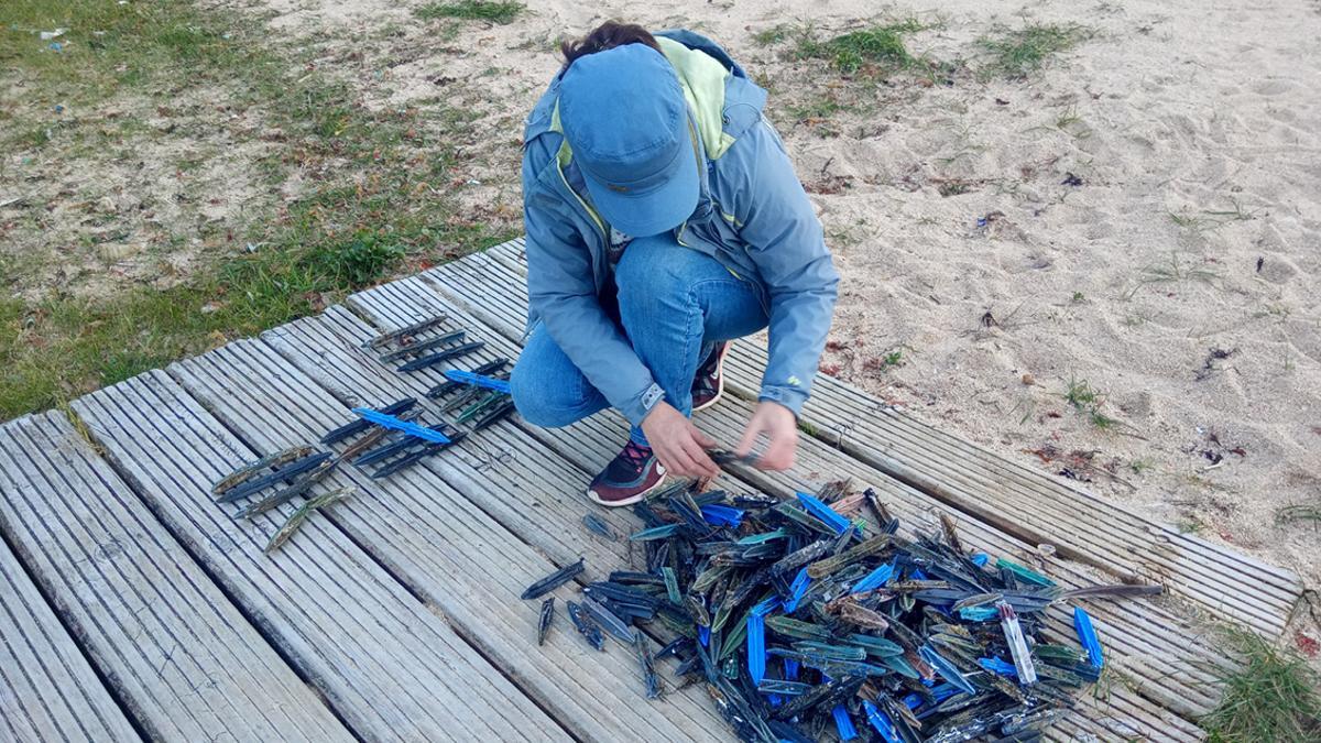Tarugos (palillos) de batea recogidos en una playa.