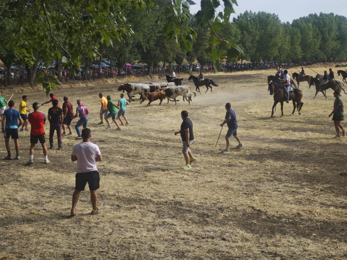 GALERÍA | El encierro de Villamor de los Escuderos en imágenes GALERÍA | El encierro de Villamor de los Escuderos en imágenes