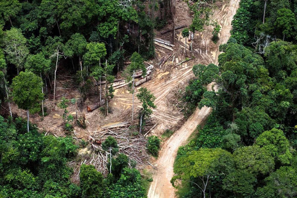 Deforestación en un bosque de turberas rico en carbono cerca de Mbandaka en la República Democrática del Congo.