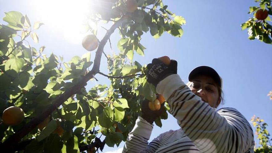 El cierre del mercado brasileño deja en vilo el 30% de la cosecha de ciruela