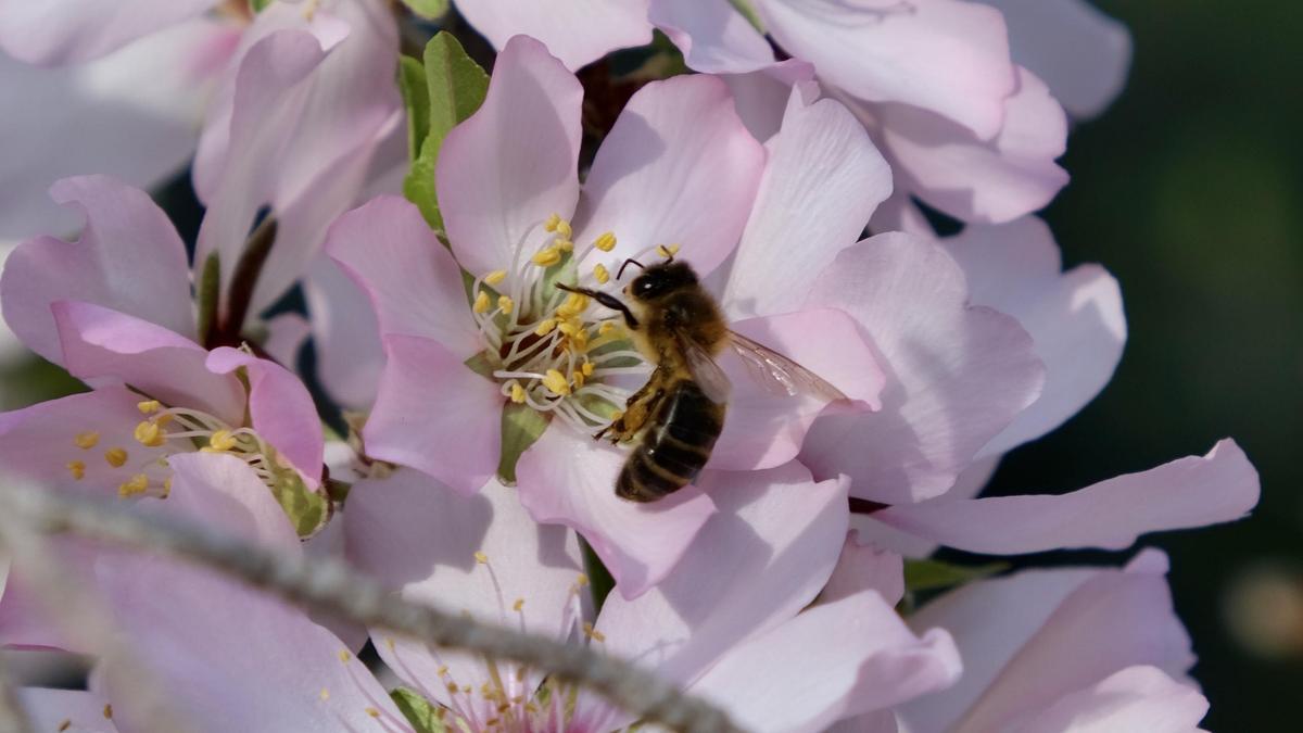 El estanque natural hace que haya más presencia de polinizadores y otros animales que mejoran la biodiversidad.