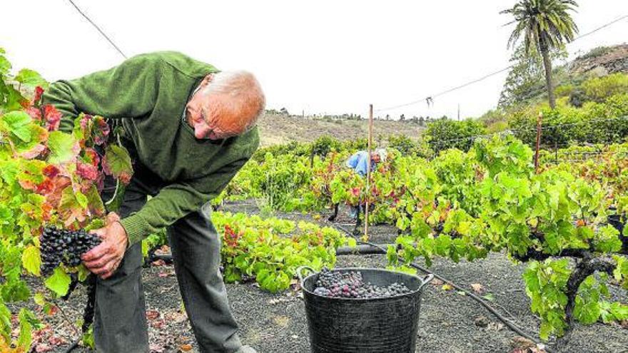 Una jornada de vendimia en las Bodegas Plaza Perdida.