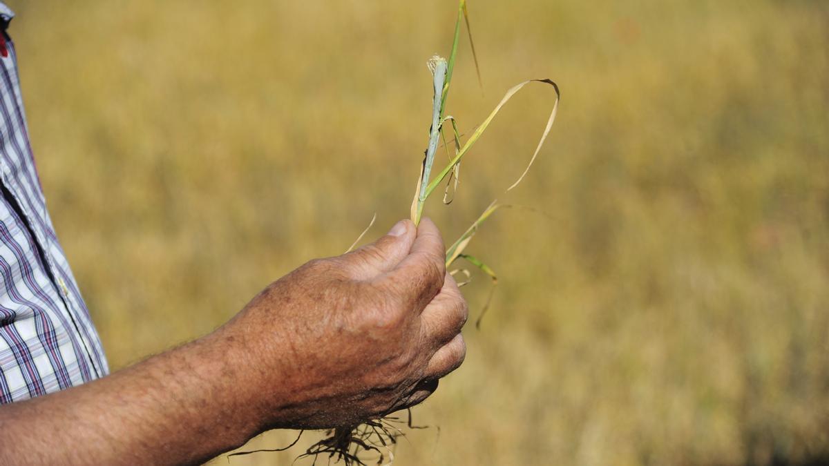 Un agricultor muestra los efectos de la sequía en un cultivo.