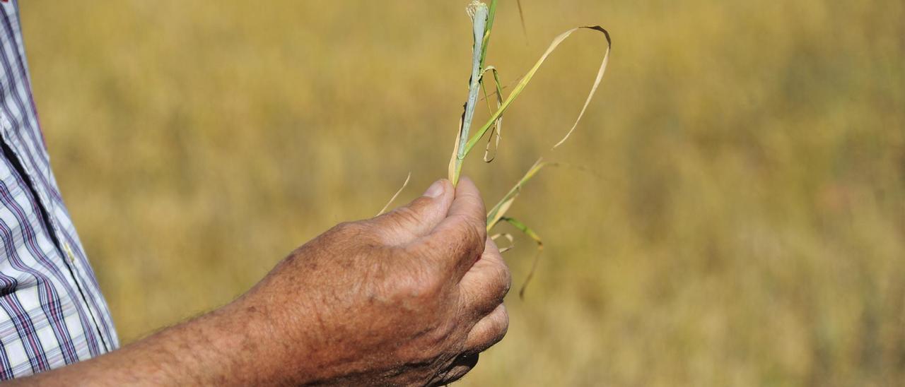 Archivo - Un agricultor muestra los efectos de la sequía en el cereal de Cella.