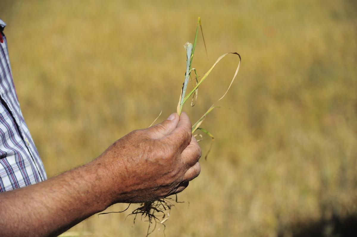 Un agricultor muestra los efectos de la sequía en el cereal de Cella.