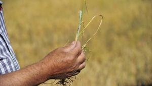 Un agricultor muestra los efectos de la sequía en el cereal de Cella.