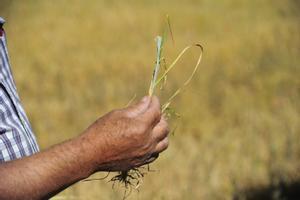 Un agricultor muestra los efectos de la sequía en el cereal de Cella.