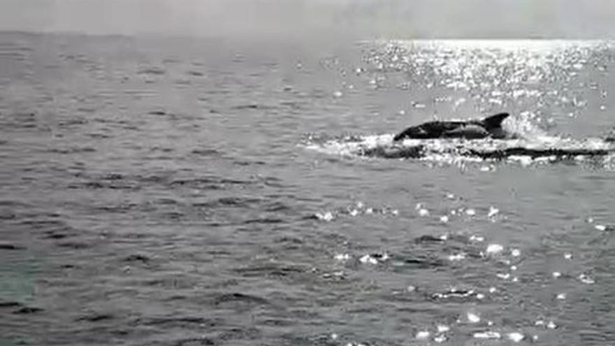 Avistan delfines en la costa de Sagunt