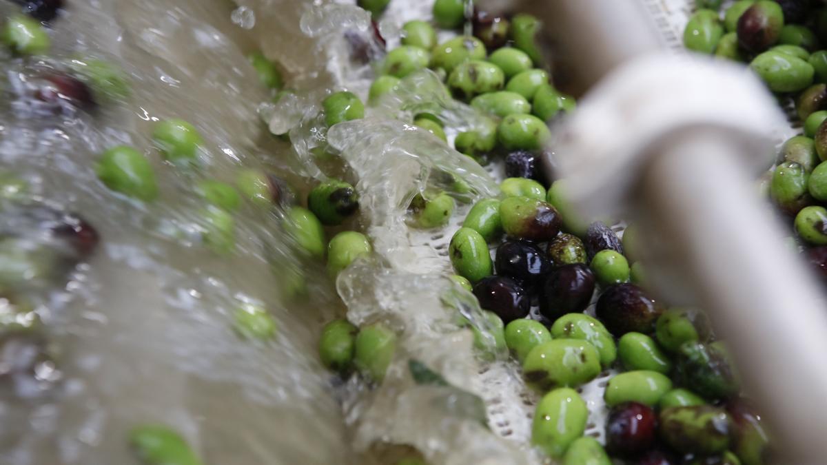 Die Oliven werden gesäubert, bevor aus ihnen Öl gepresst wird.