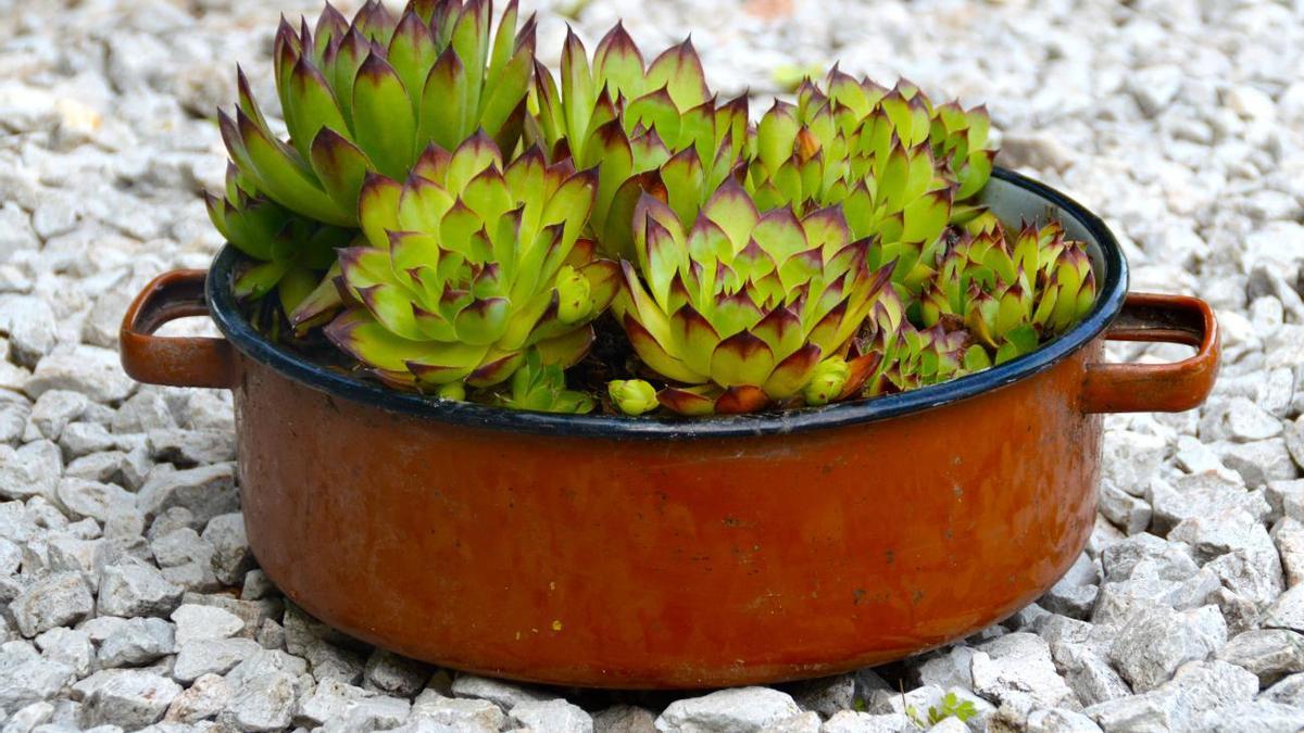 PLANTA SIEMPRE VIVA | La reina de las suculentas con belleza eterna: la planta Siempreviva (Sempervivum)