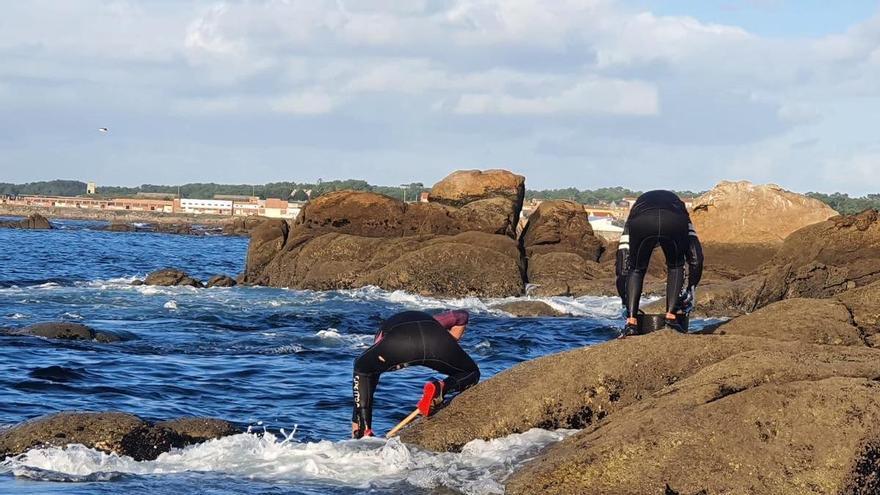 Los investigadores constatan un aumento de mejilla que avala la ampliación del plazo de extracción