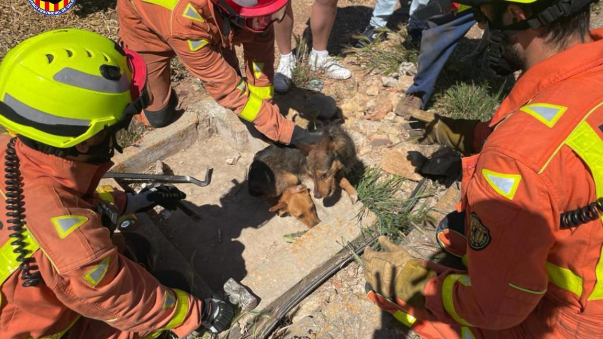 Los bomberos liberando a los animales del agujero donde estaban atrapados.