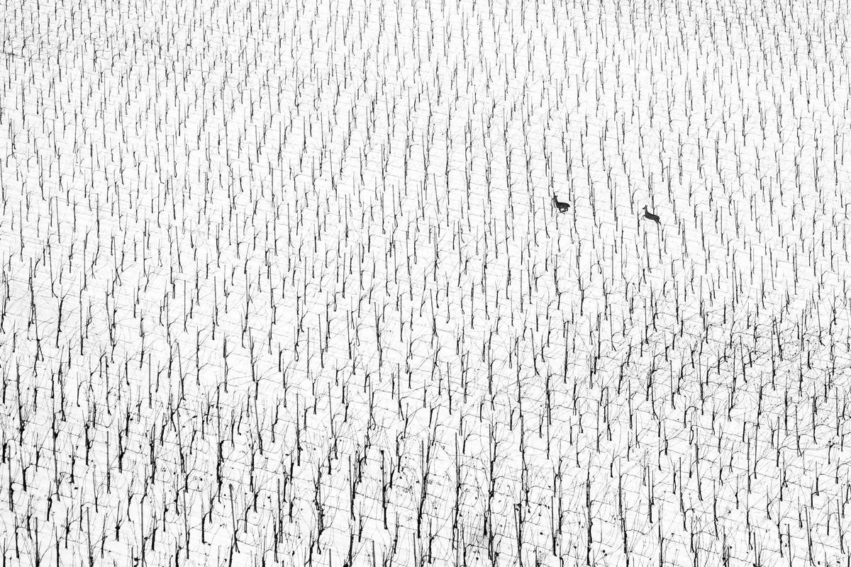 Dos ciervos entre las viñas de la nieve
