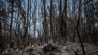 DIRECTO: Última hora del incendio de Tenerife