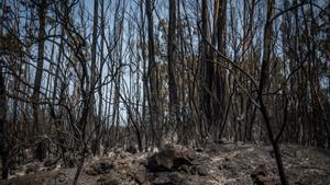 Las tétricas imágenes que han dejado las llamas en el incendio de Tenerife