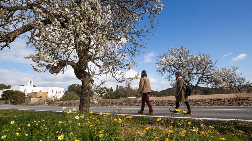 Los almendros en flor: «No esperaba encontrar este paisaje en Ibiza»