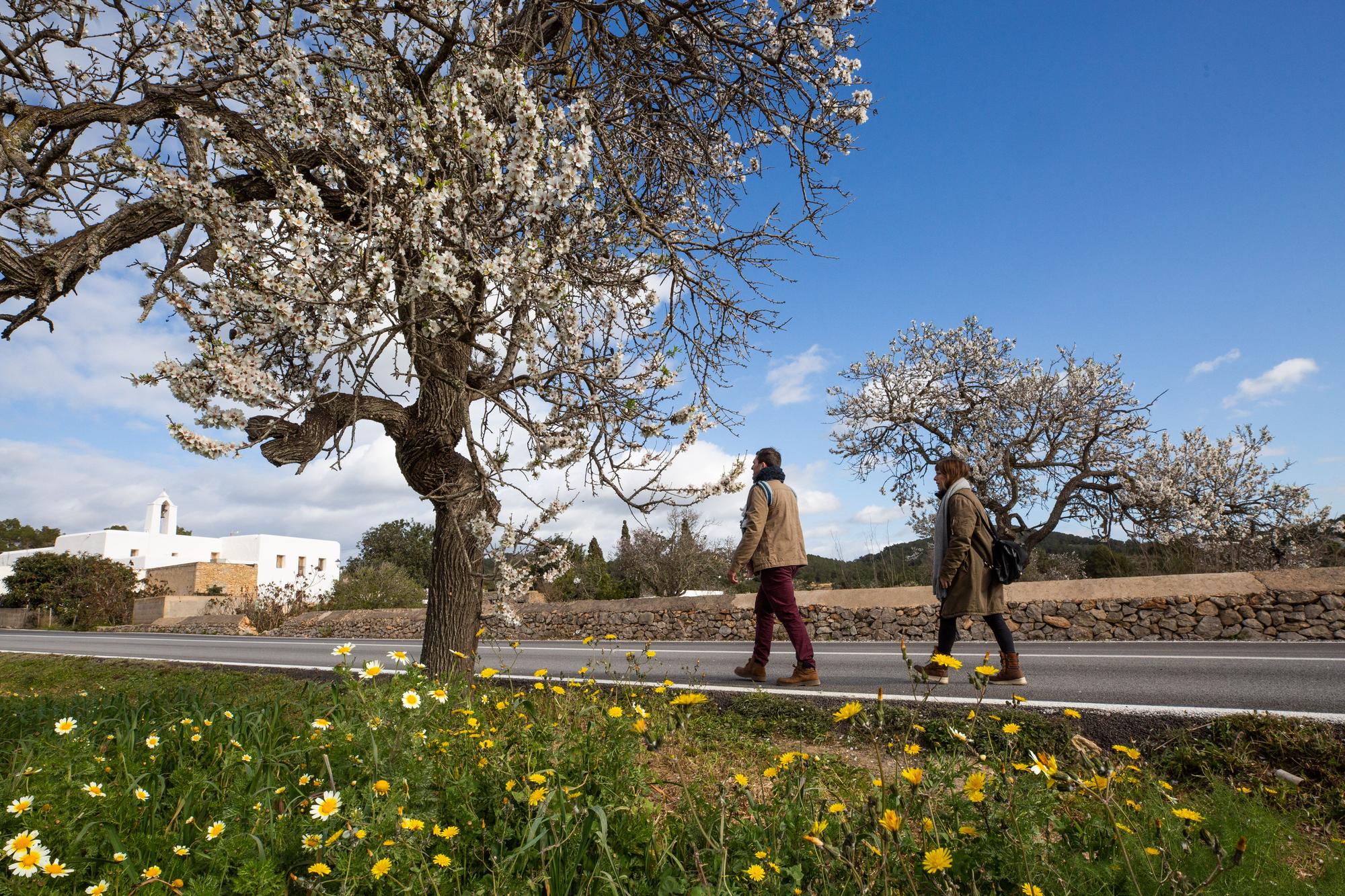 Almendros en flor en Ibiza