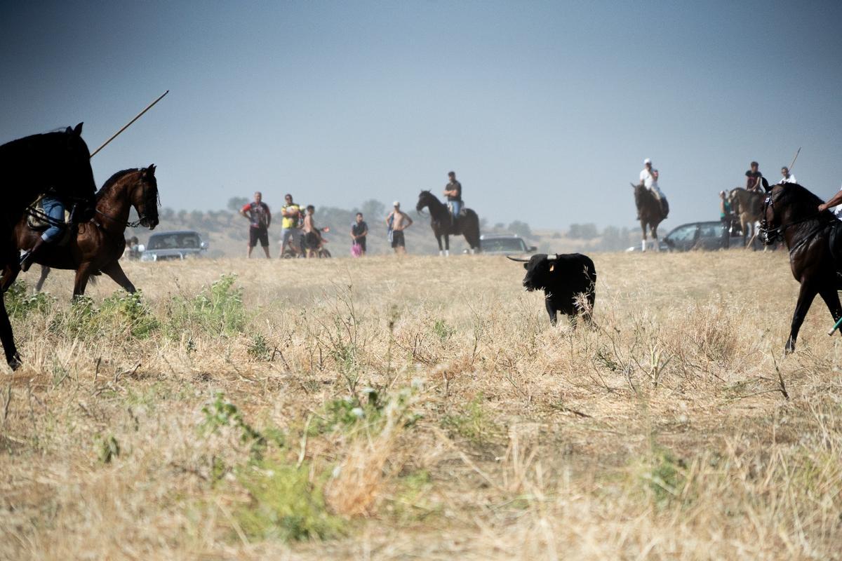 GALERÍA| Multitudinario encierro de campo en Moraleja del Vino GALERÍA| Multitudinario encierro de campo en Moraleja del Vino