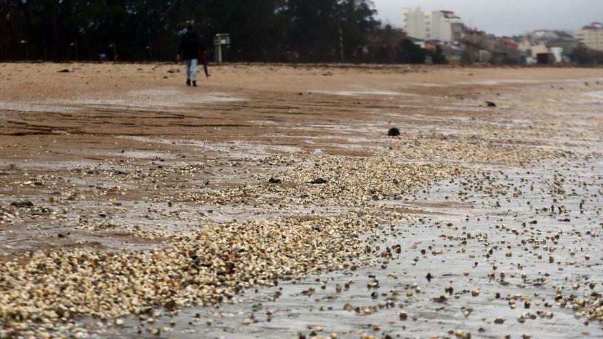 El manto de conchas de la playa de Compostela, ayer. |   //  NOÉ PARGA