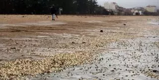 ¿Qué pasa con el marisco muerto en la playa de Compostela?