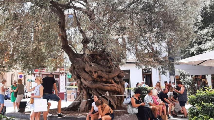 Schutz vor Urlaubern: Olivenbaum auf dem Rathausplatz von Palma wird umzäunt