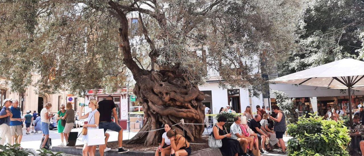 Der Olivenbaum am Rathausplatz ist häufig von Urlaubern umgeben.