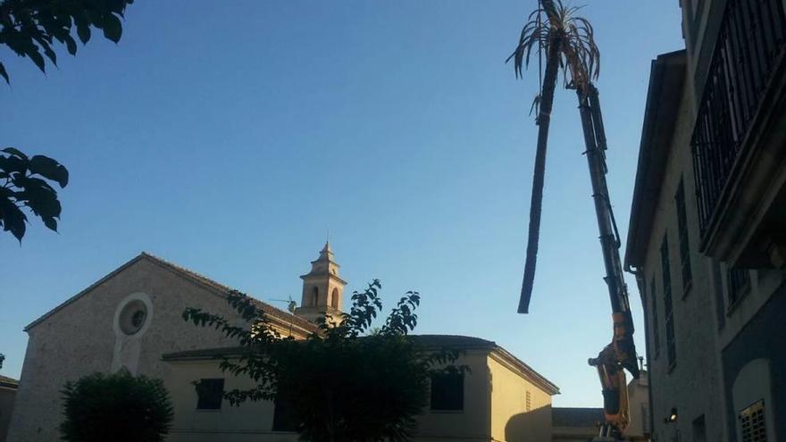 Retiran la centenaria palmera de la Rectoría