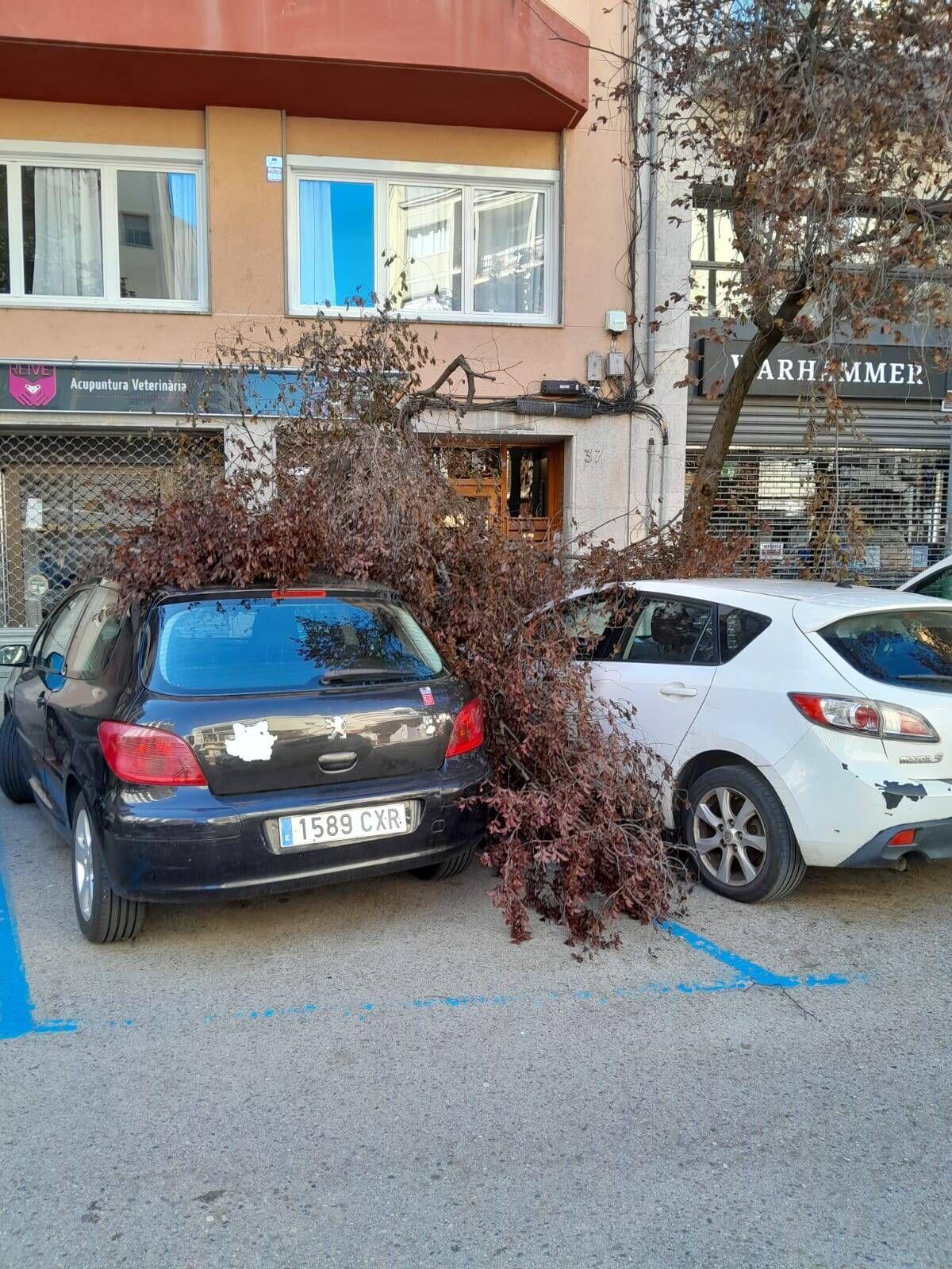 Arbres caiguts a Girona per la ventada